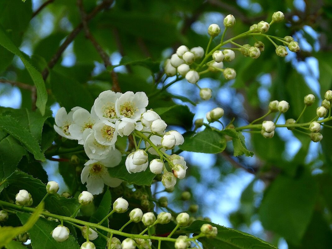 Белый цвет, черемухи цвет.... - Наталья ***