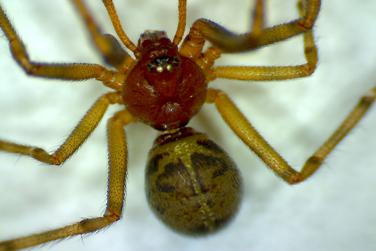 Паучок - Андрей Л. В.