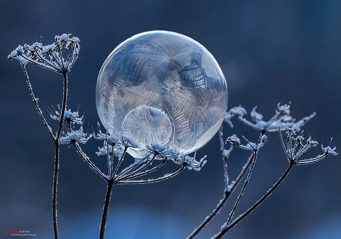 Шарик - Андрей Пристяжнюк