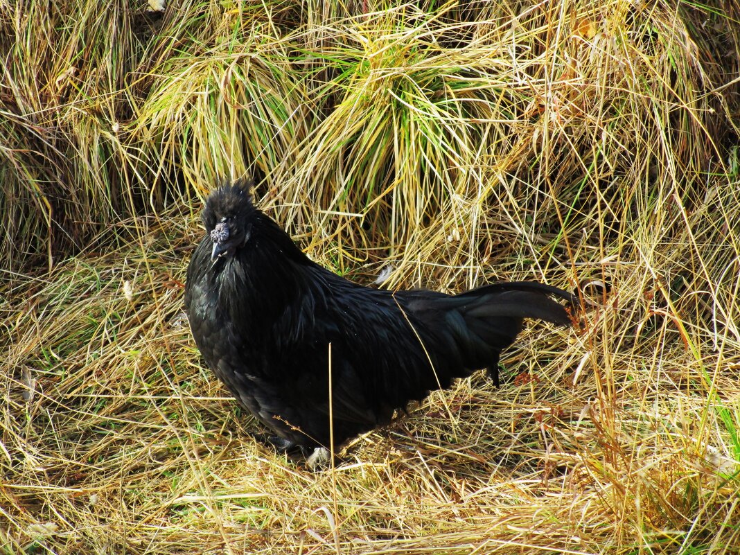 Висим - Елена Шаламова