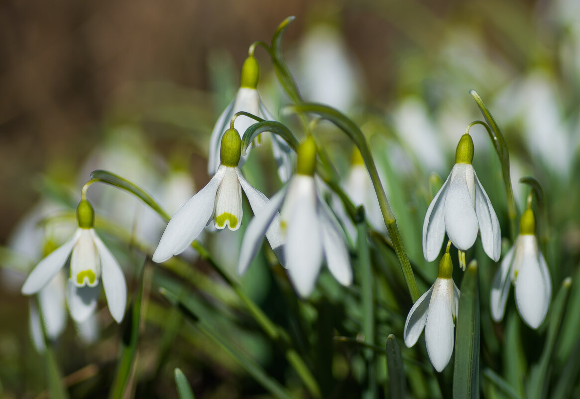 С первым днём Весны! - Sergey (Apg)