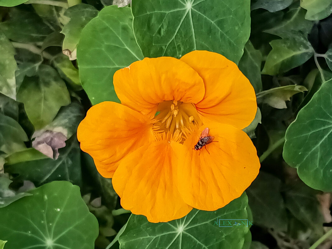 Nasturtium Banana Cream Flower и муха-журчалка - Argaman Табашник Nasturtium Banana Cream Flower и муха-журчалка - Argaman Табашник