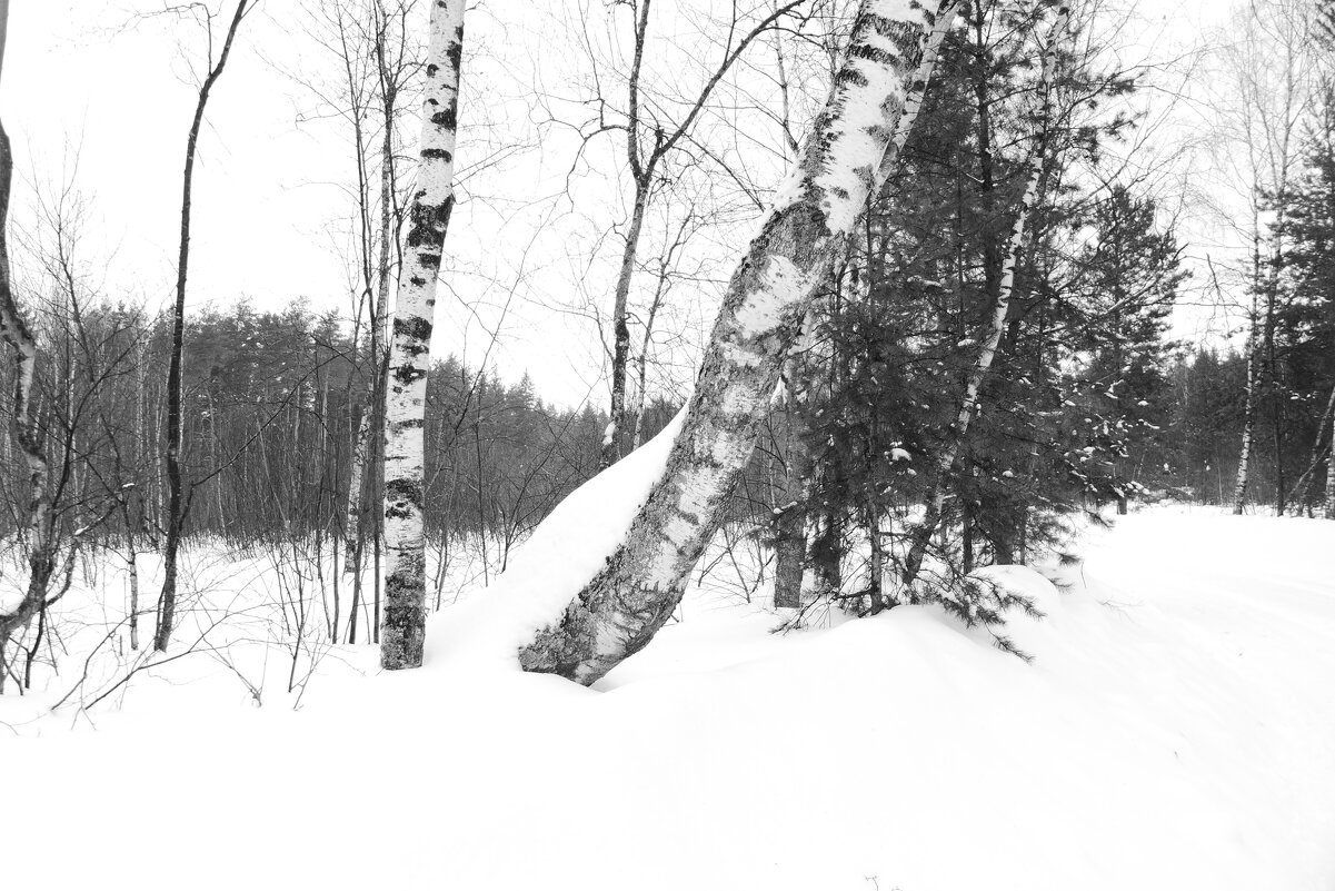 Мечты о ч/б Лейке 25. - Михаил Елочкин