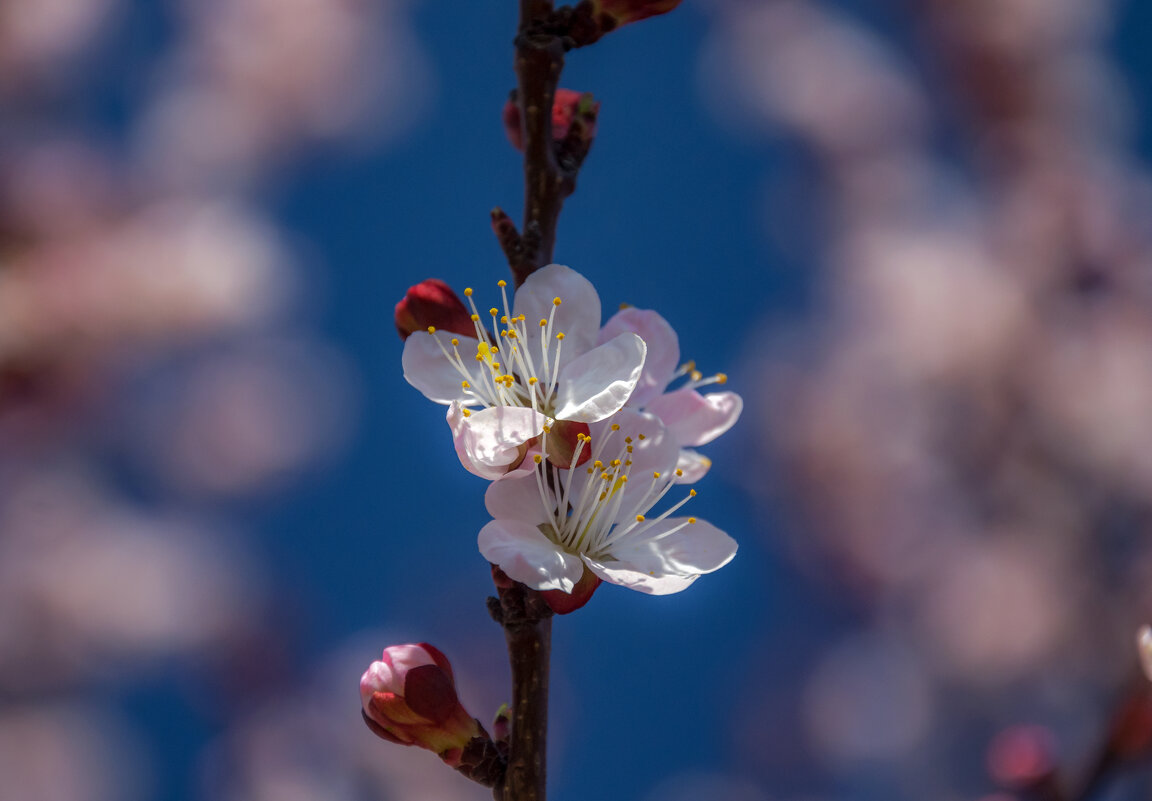 С первым днем весны! - Наталья Димова
