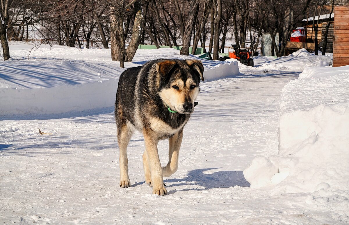 Как бы не так говорит взгляд Тихона ! Гони кусок колбасы,,,) - Анатолий Колосов