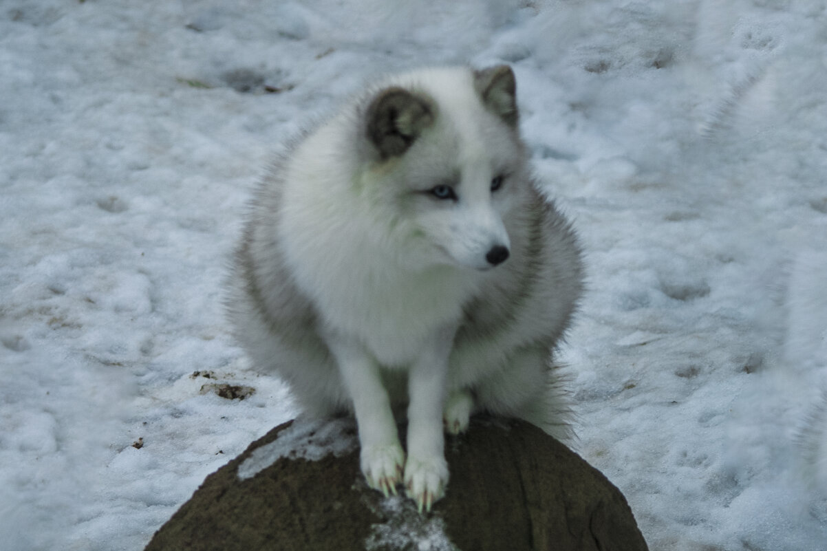 Белый песец - Владимир Максимов