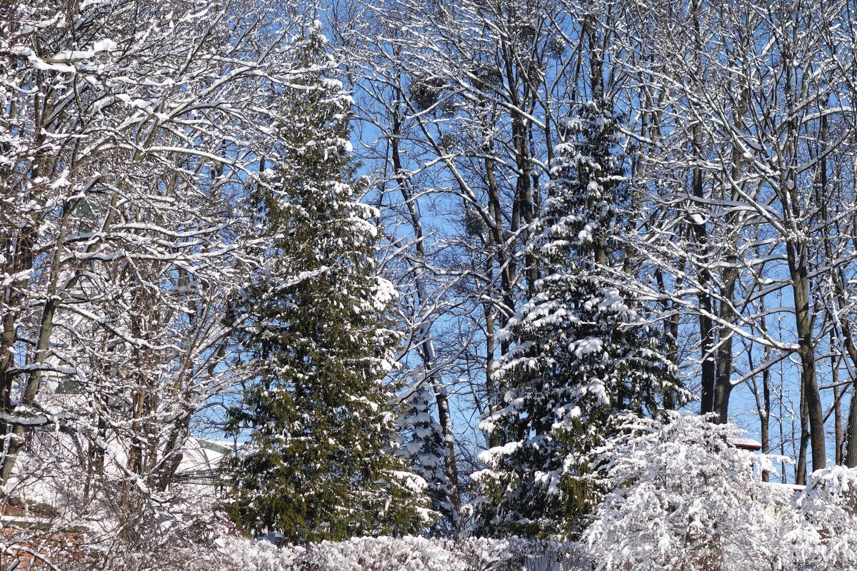 Зимние картинки - Рита Симонова