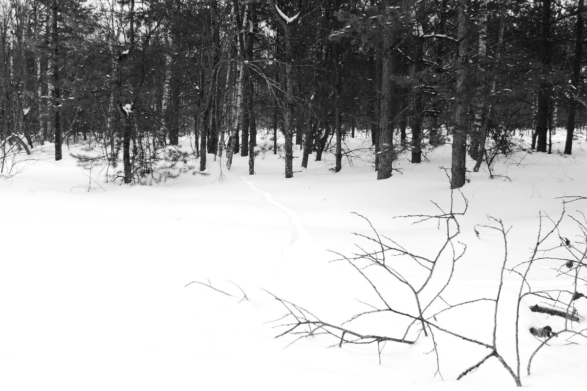 Мечты о ч/б Лейке 26. - Михаил Елочкин Мечты о ч/б Лейке 26. - Михаил Елочкин