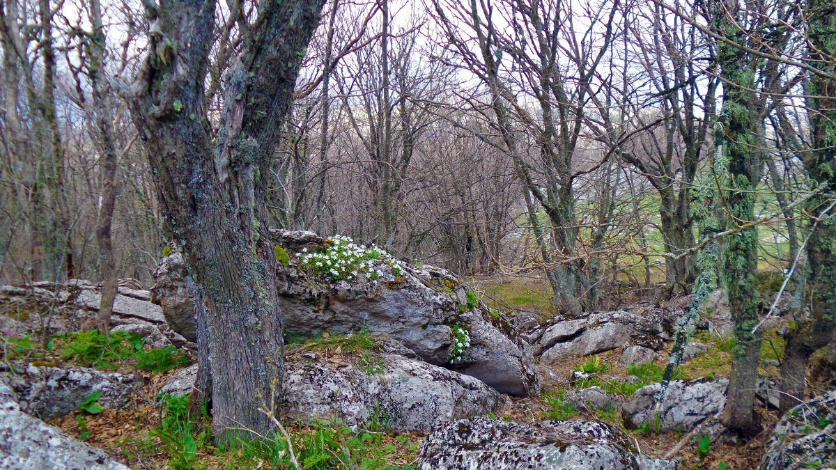 Очень хочется весны! - Ольга 