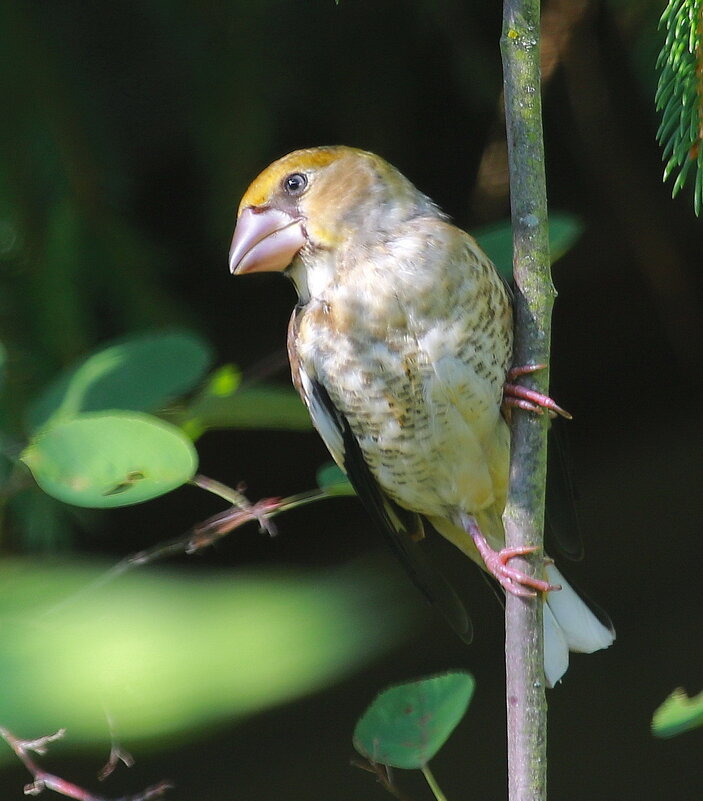про малыша... - Andrey Bragin про малыша... - Andrey Bragin