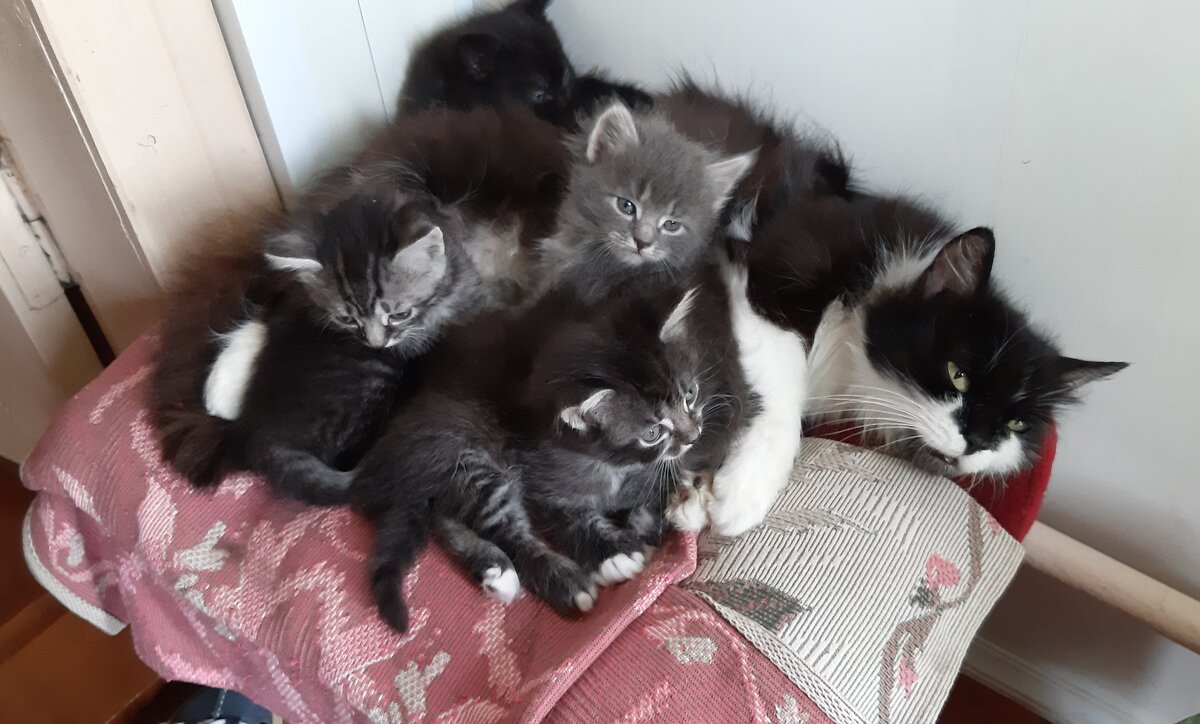 Шкодный клубок - Ольга 