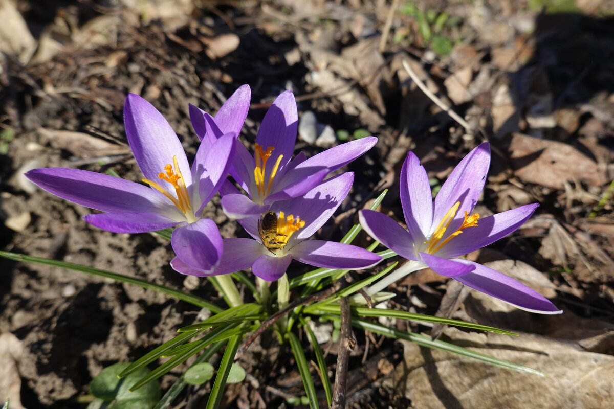 А на пороге нежная весна... - Галина А на пороге нежная весна... - Галина
