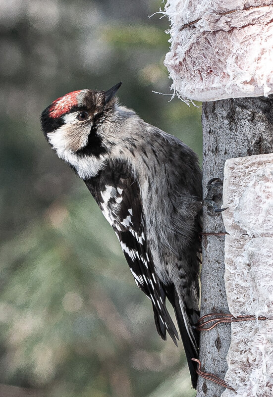 ОБЕД ... - Владимир Железнов