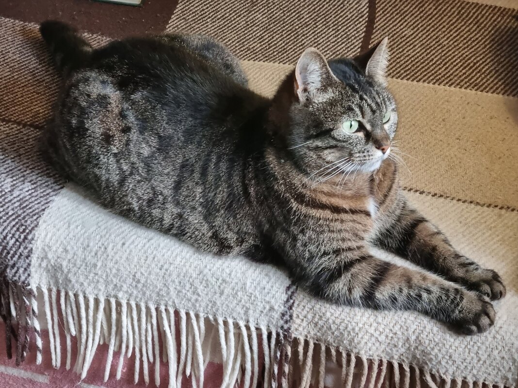 С Днём кошек! - Наталья 