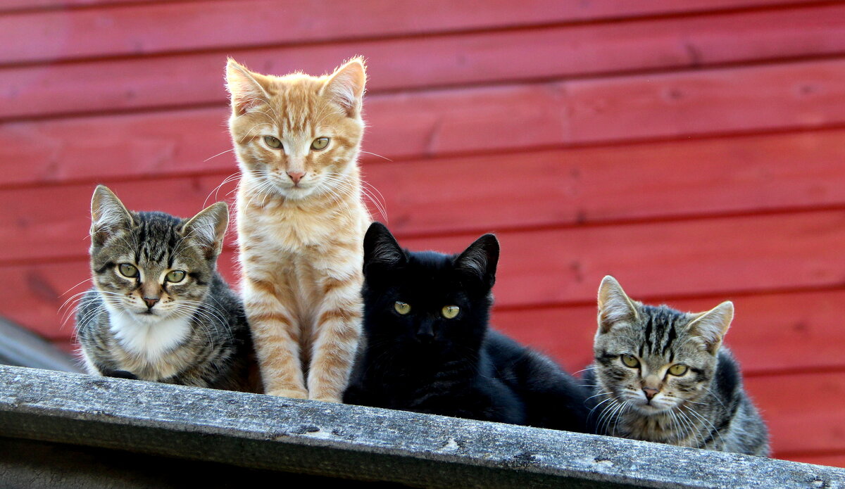 Домашние животные - жанна нечаева Домашние животные - жанна нечаева