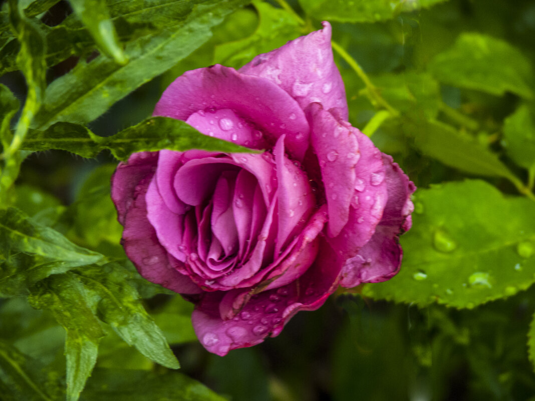 Розовая  роза - Валентин Семчишин