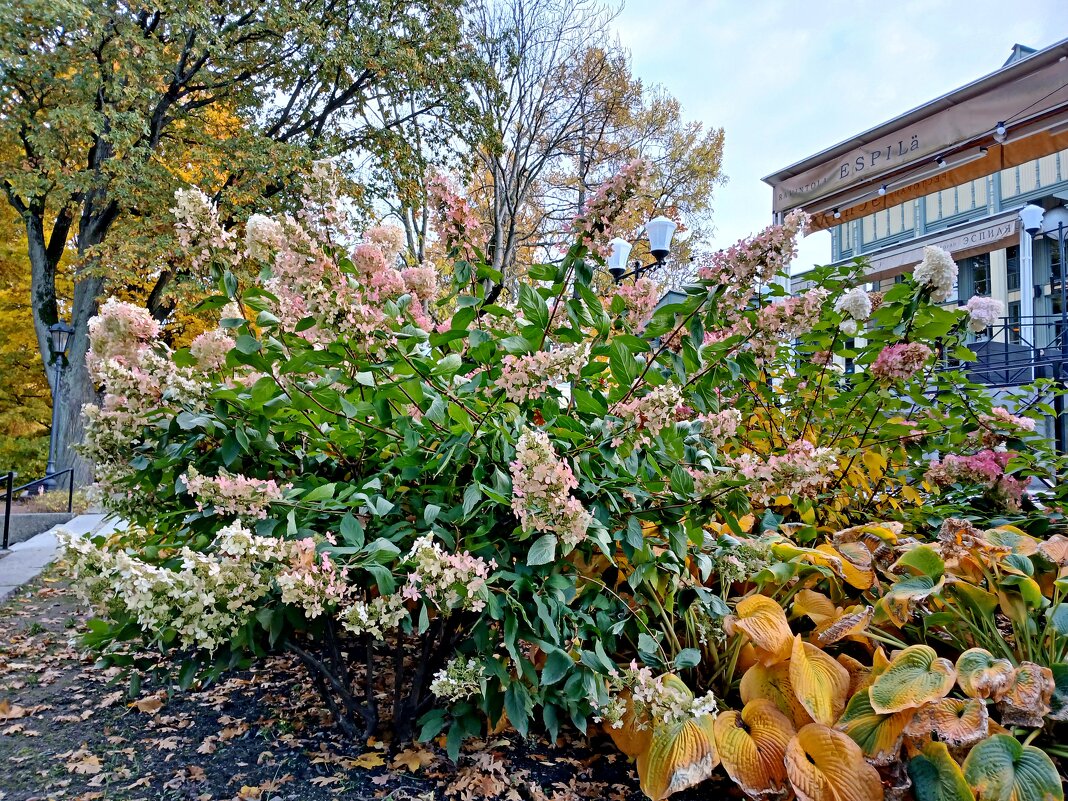 Осеннее цветение гортензии у "Эспиля" - Лия ☼