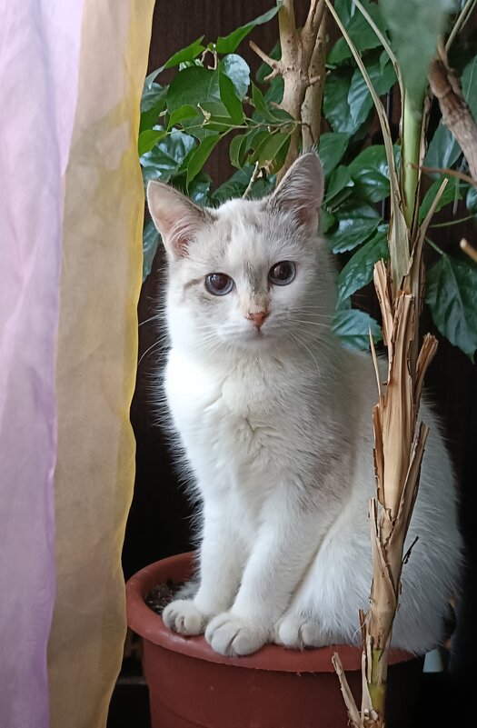 С  праздником любимых пушистиков) - Галина R...