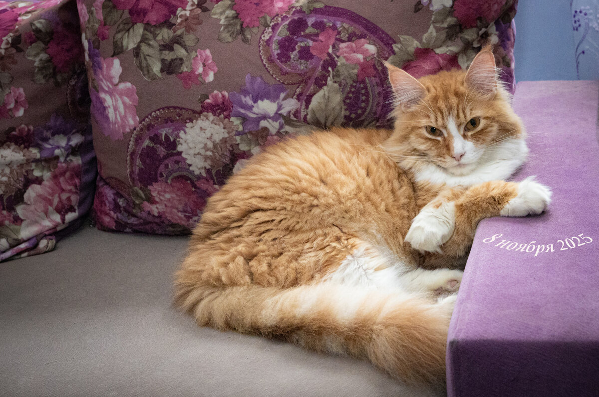 с днём котиков.. - Николай Иванович Щенов