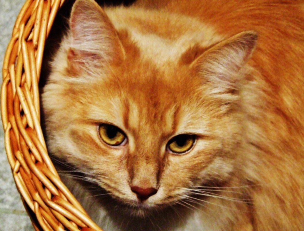 Любитель посидеть в корзине.. - Aida10 