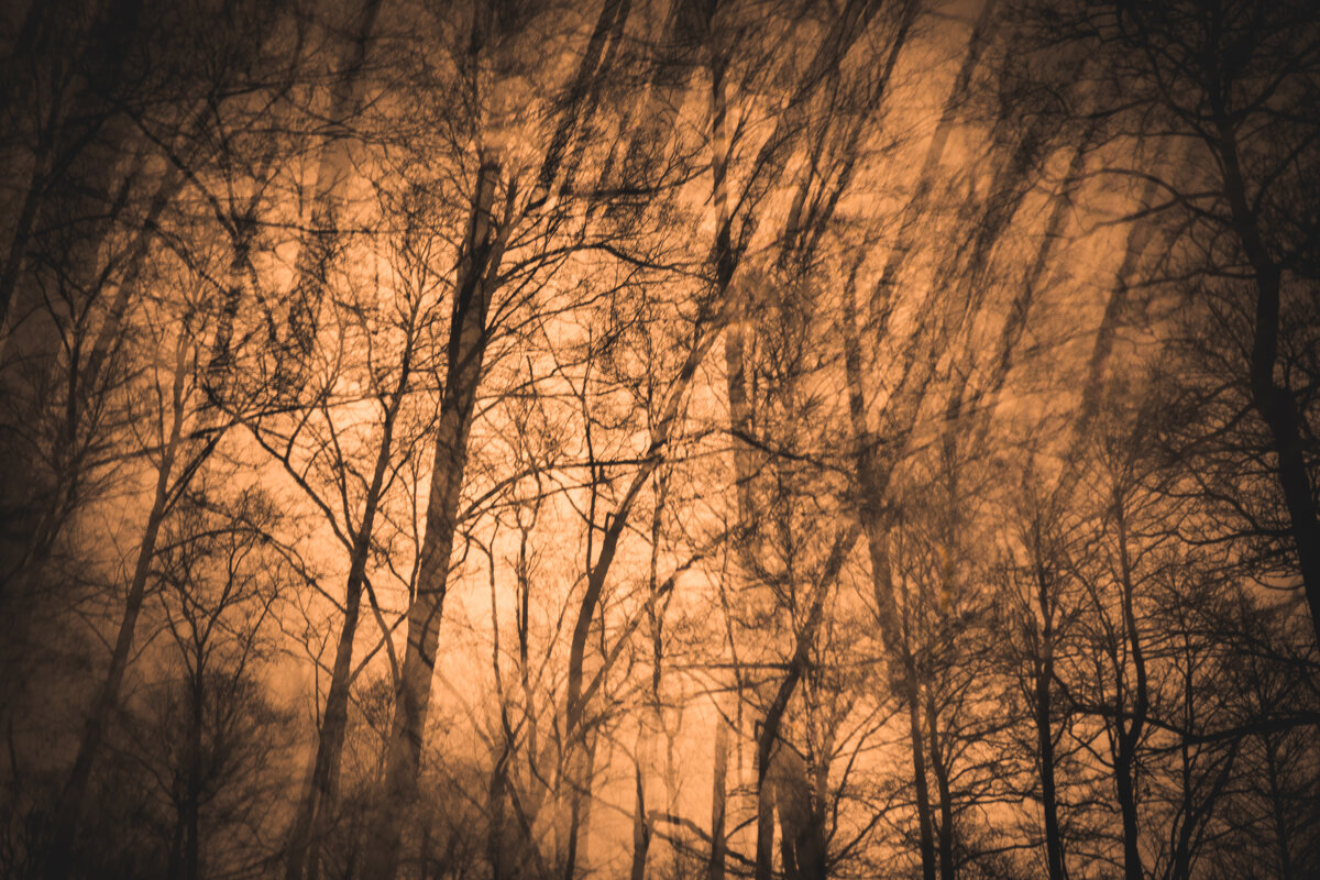 Лес - Илья Шенгелия