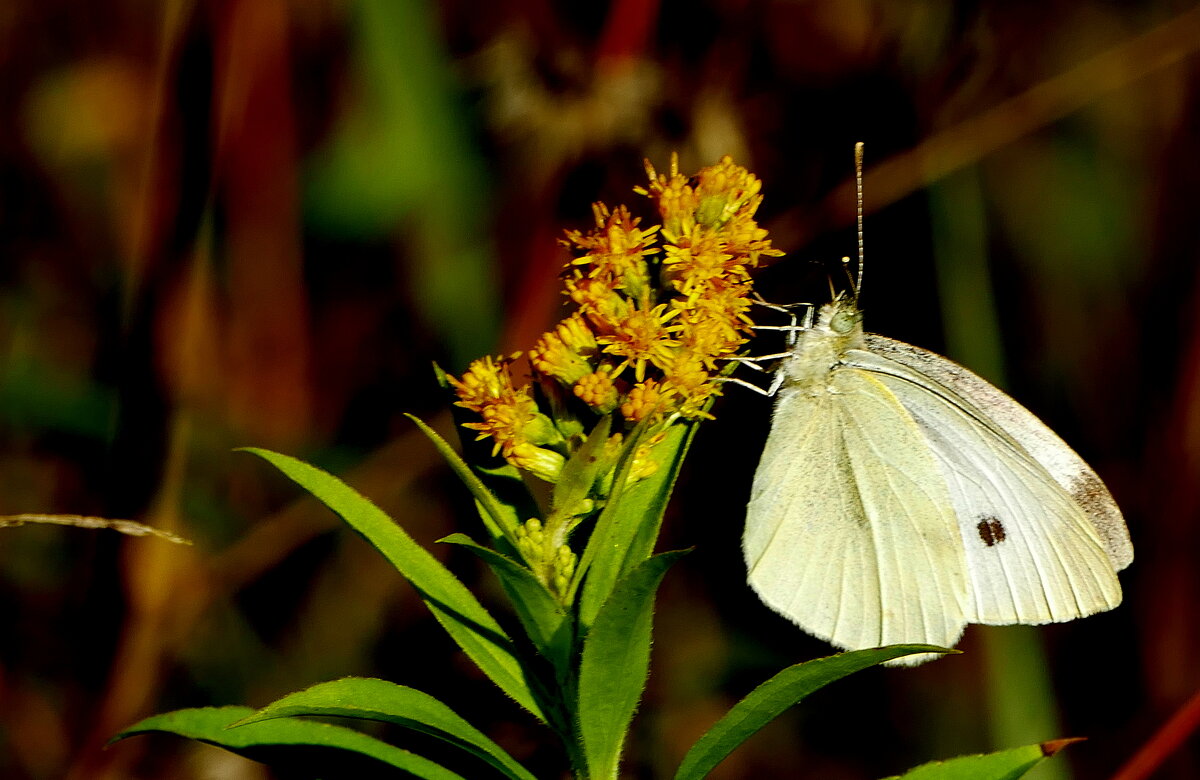 опять про бабочек...506 - Александр Прокудин