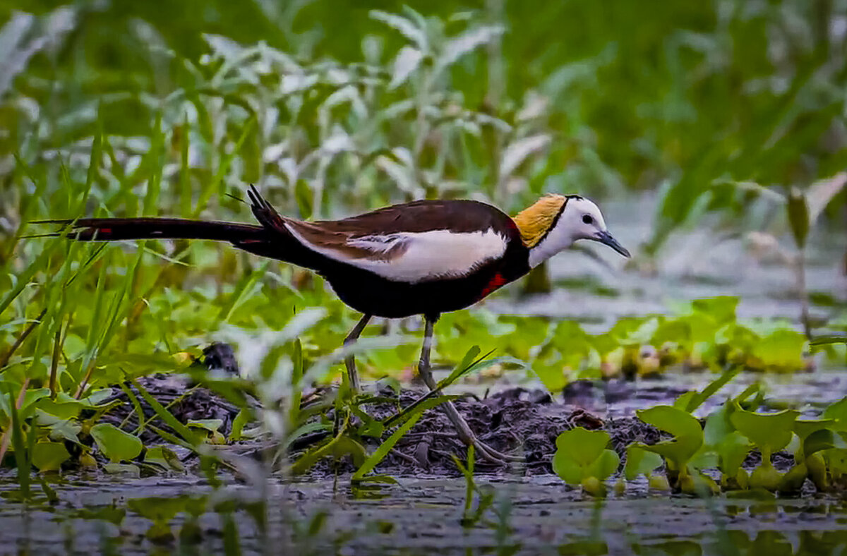 Водяной фазанчик. - Aleksey Afonin