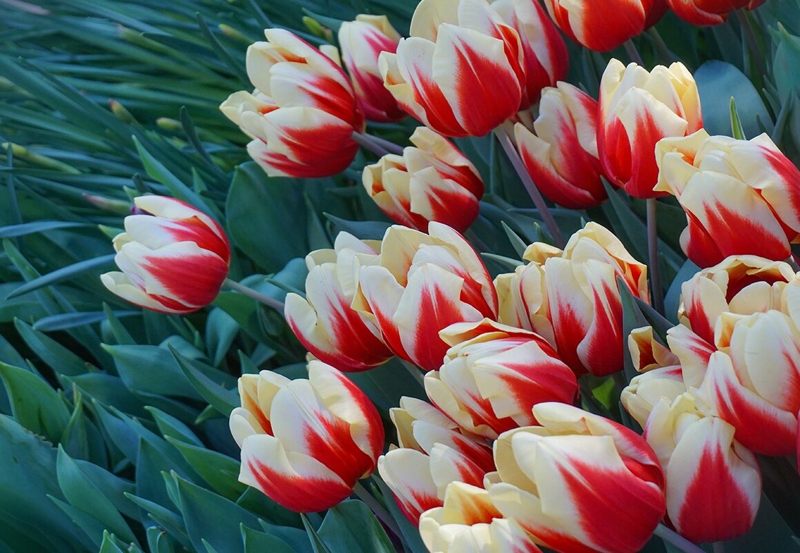 "Репетиция весны" в Аптекарском огороде - Ольга "Репетиция весны" в Аптекарском огороде - Ольга