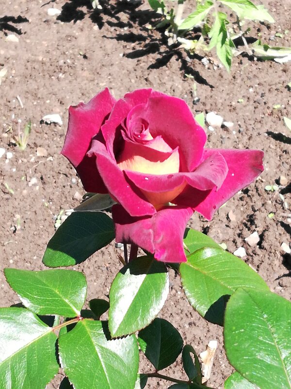 красавица зацвела - Наталья Штанулина