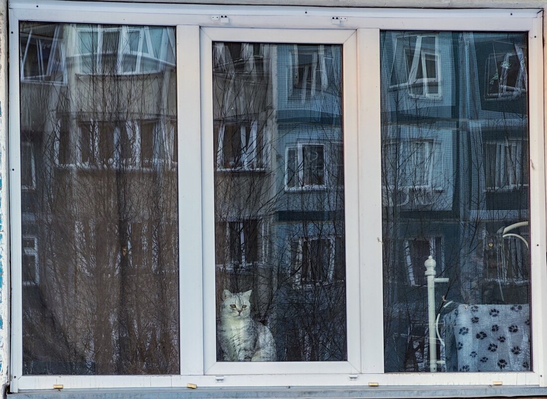 Кошка на окошке - Dmitry i Mary S