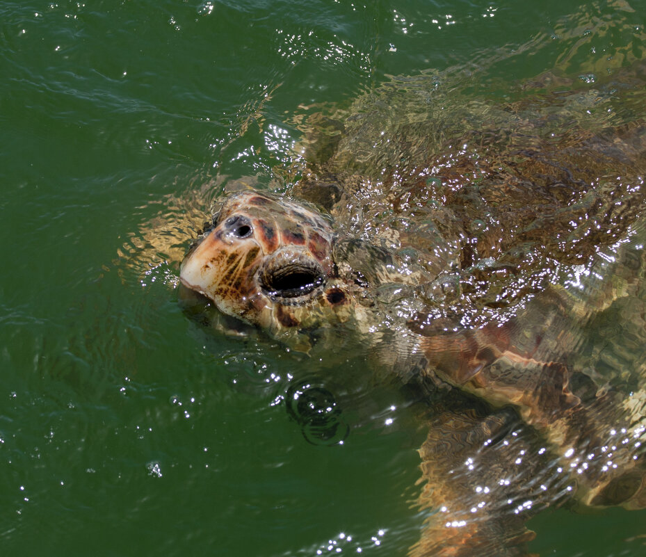 Вынырнула - Олег Денисов