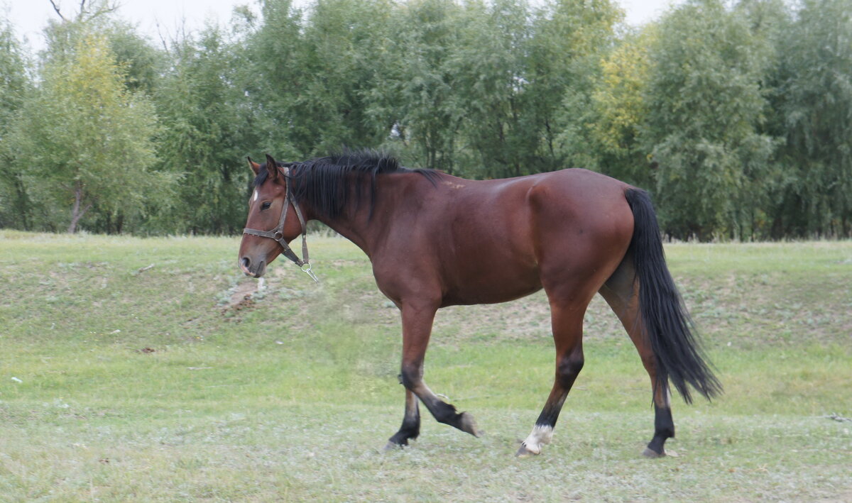 На фоне осени. - сергей ермошкин