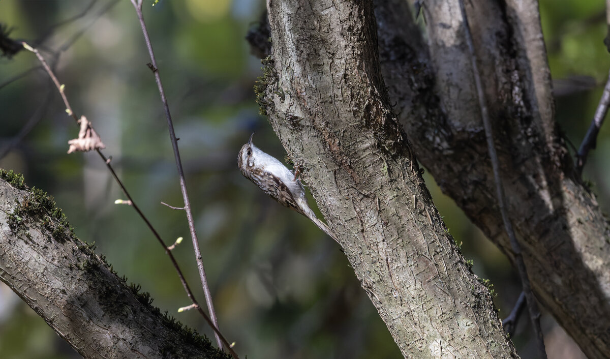 пищуха - юрий макаров