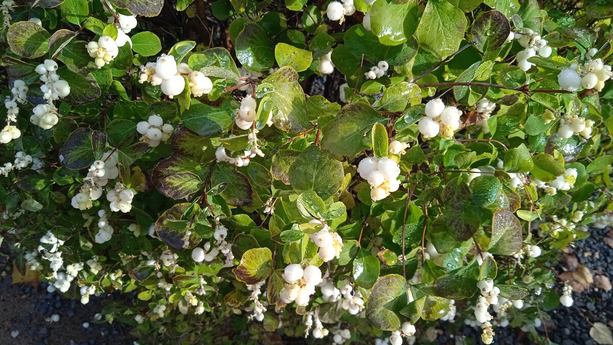 сентябрь - Елена Шаламова сентябрь - Елена Шаламова