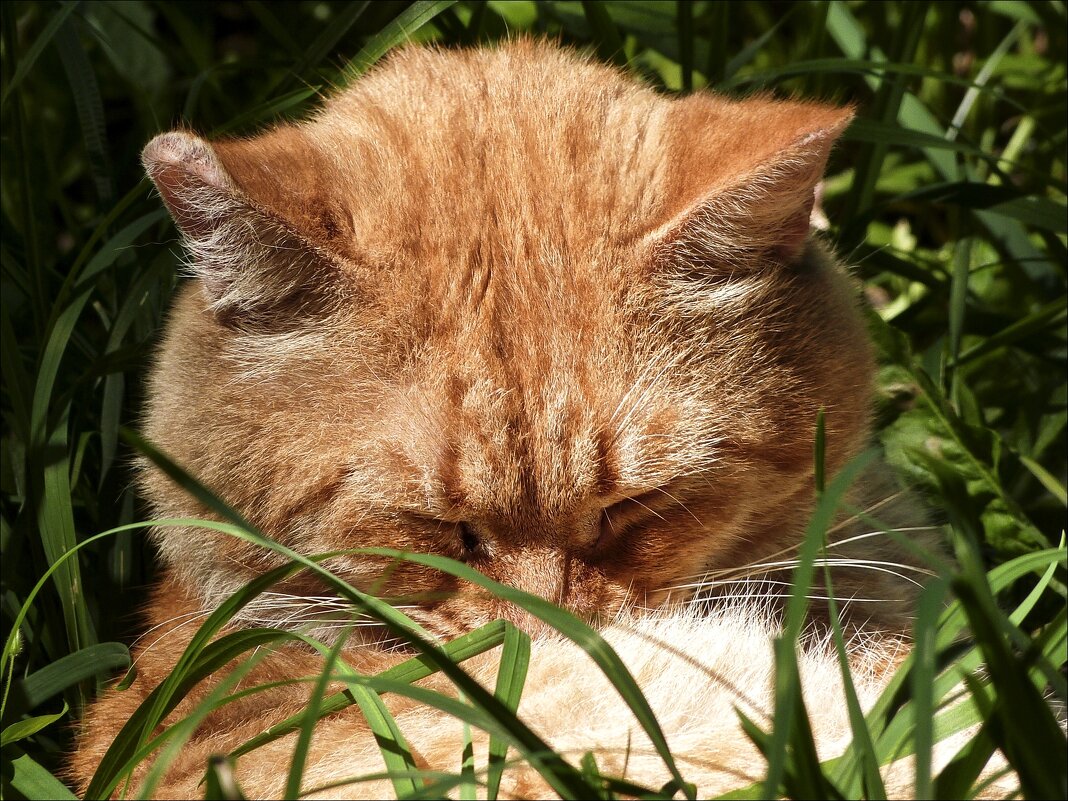 Заснувший - Валентина *