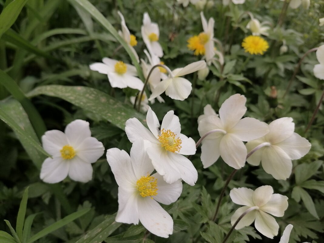 ,,, - Сергей Тимоновский