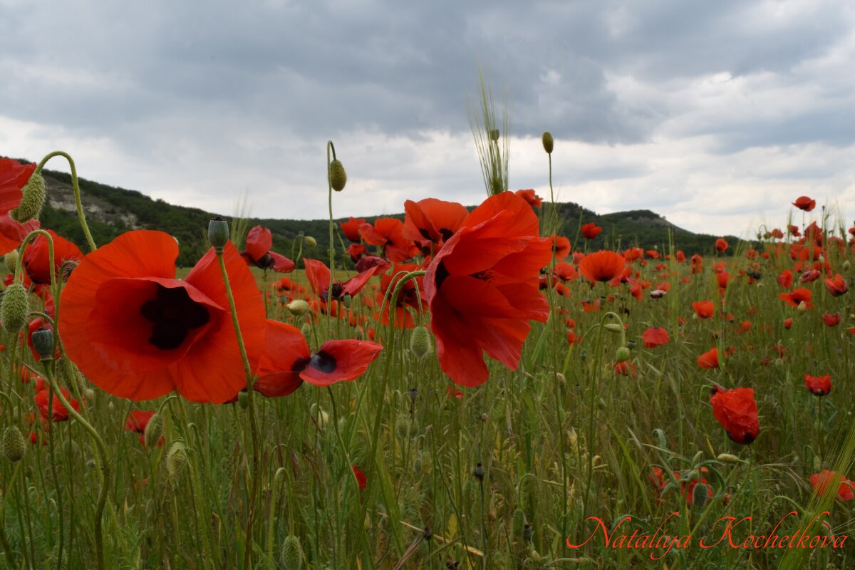 Природа Крыма - Amazing Cosmea