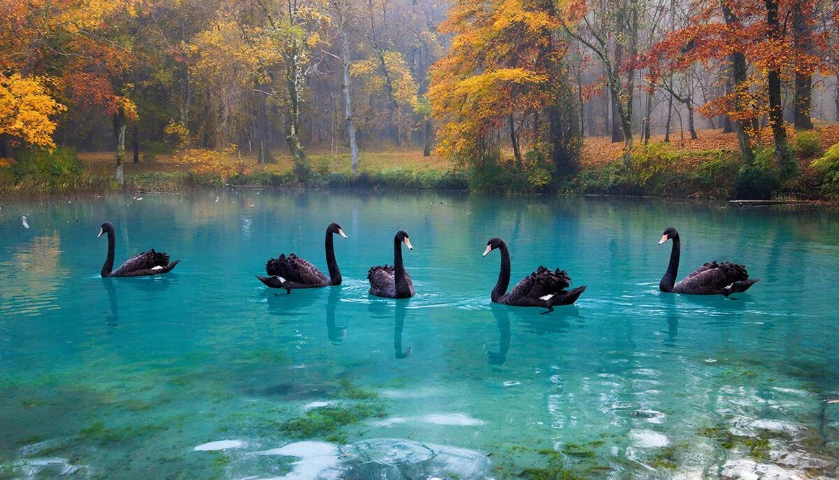 Лебеди - СЕРГЕЙ ФИЛОЧКИН