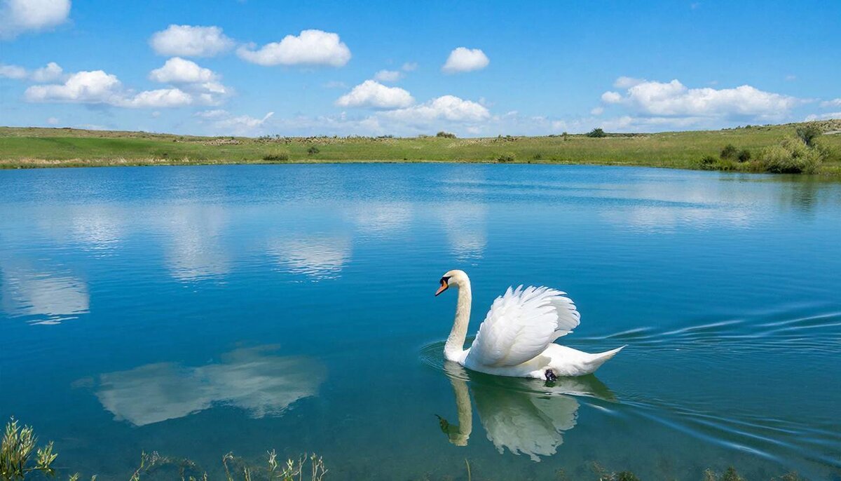 Лебедь! - СЕРГЕЙ ФИЛОЧКИН