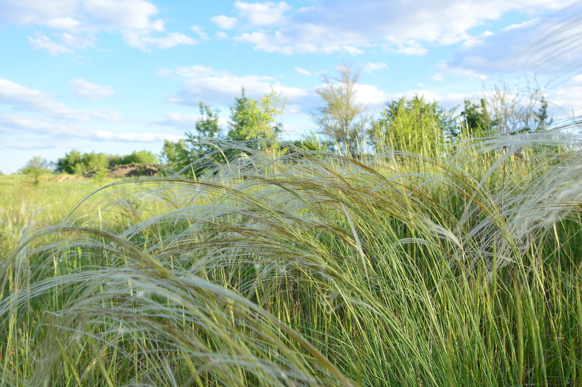 Ковыль. - Виктор 