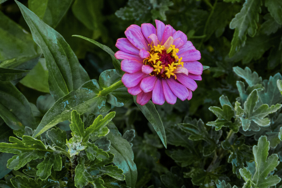 Розовая Циния - Валентин Семчишин Розовая Циния - Валентин Семчишин