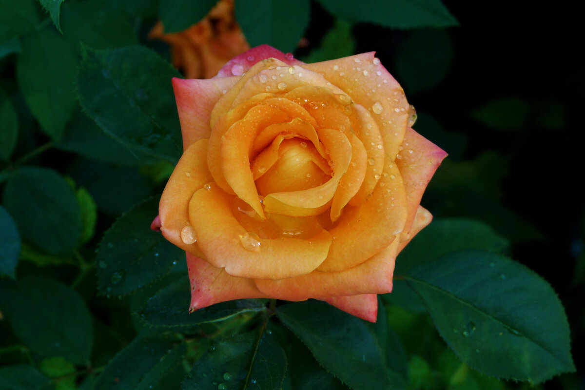 Флорибунда - Валентин Семчишин Флорибунда - Валентин Семчишин