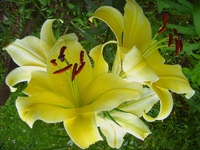 Про  лилии... - Галина Кузьмина