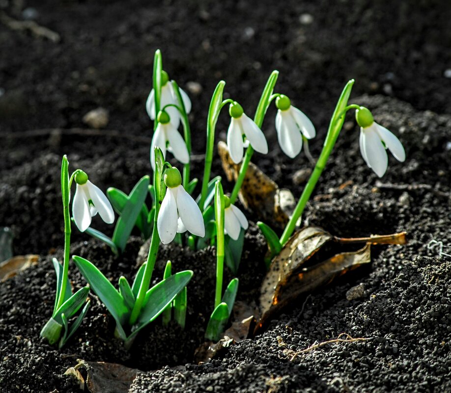 Весеннее. - Владимир 