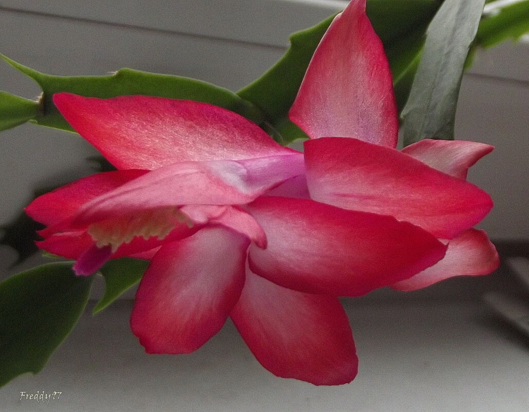 Декабрист - Freddy 97