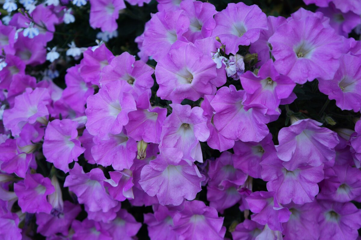 Петуньи - Алёна Савина