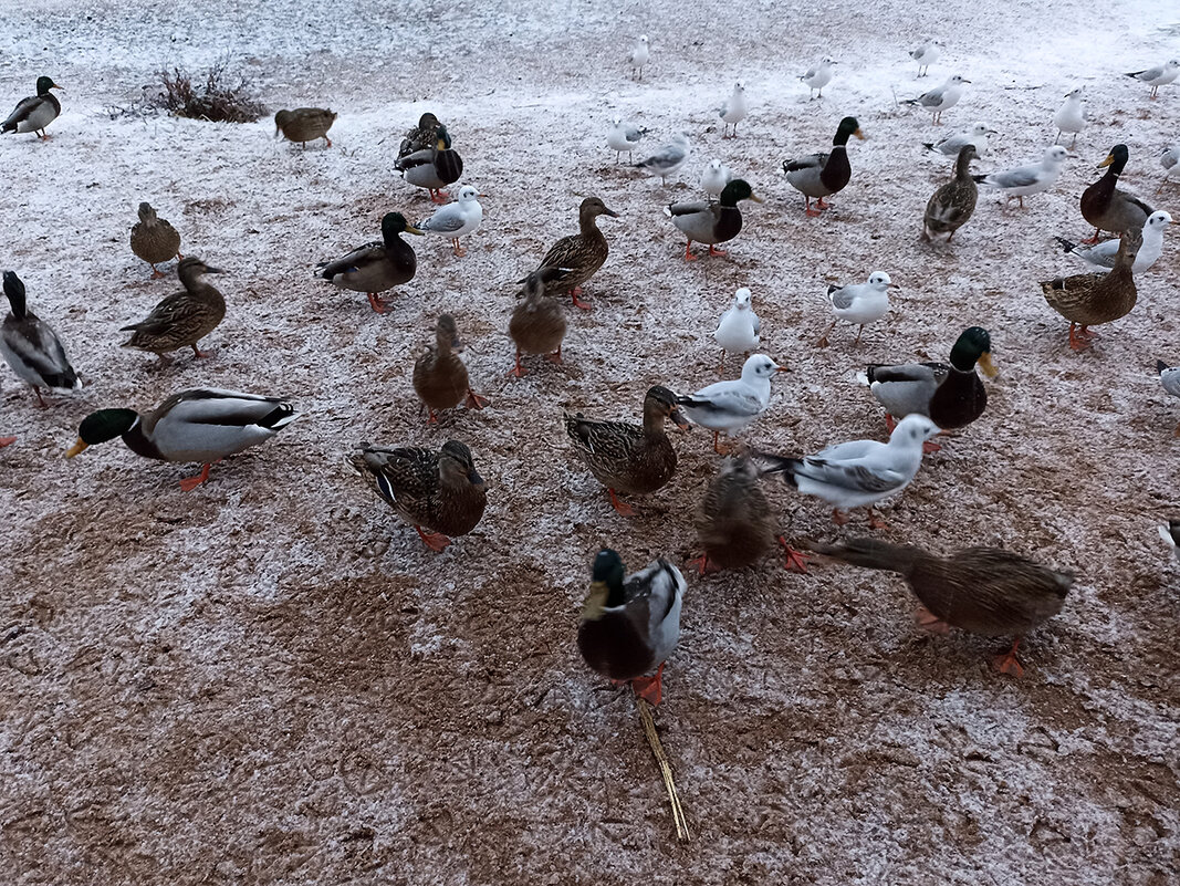 Птицы в ожидании корма. - Лилия *