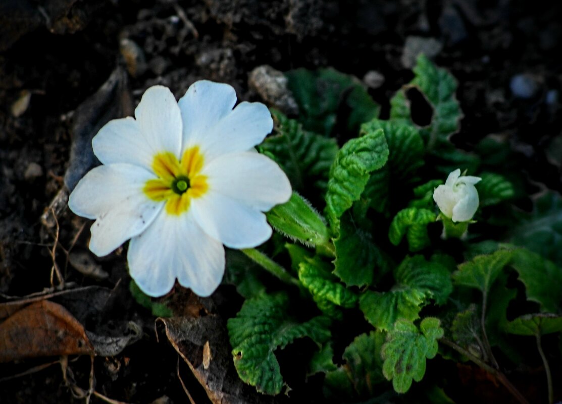 Весна. Сегодня. - Владимир 