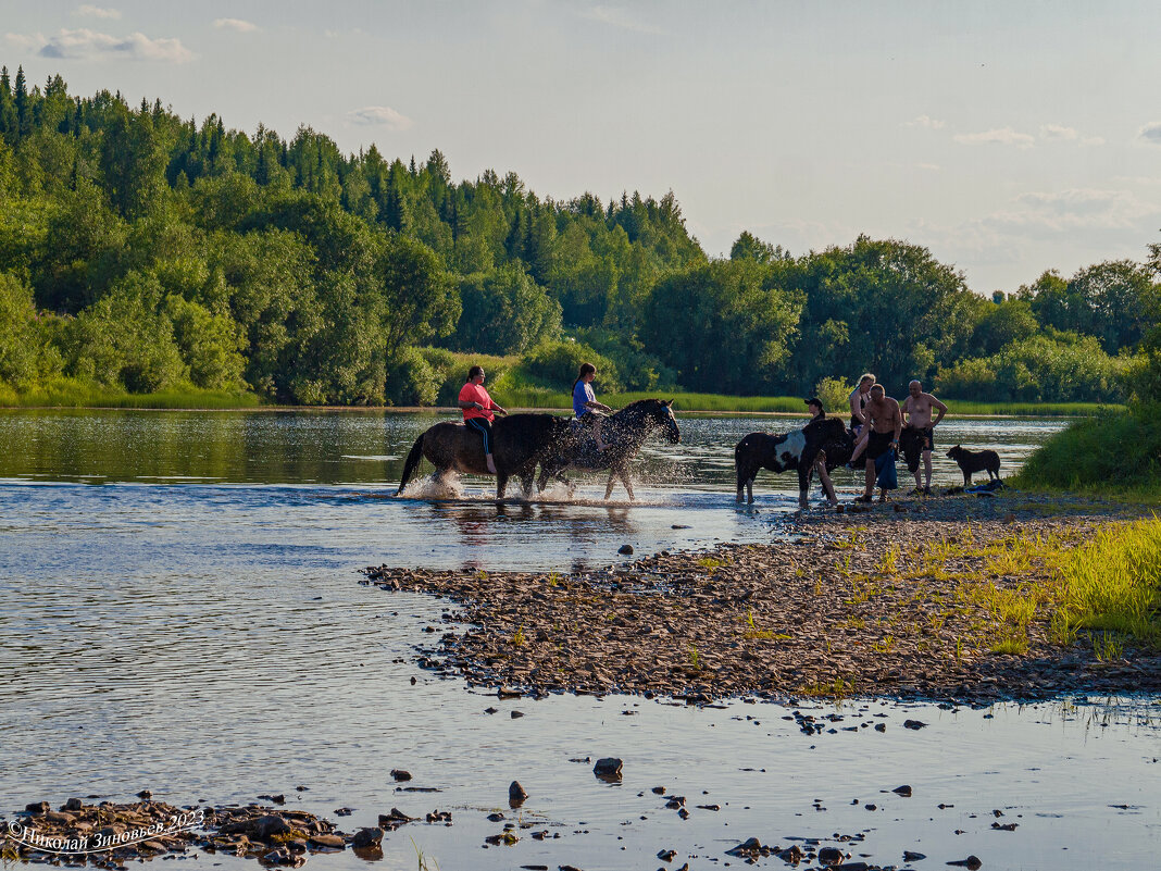 Лошадки местного конного клуба на перекате реки Ухта (Коми) в редкие теплые северные деньки - Николай Зиновьев