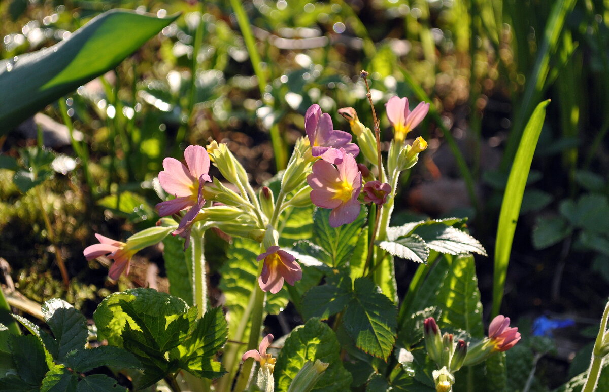 Весна будет, это точно - AleksSPb Лесниченко Весна будет, это точно - AleksSPb Лесниченко